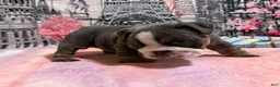 English Bulldog dogs for sale: Paris  - Ad 4