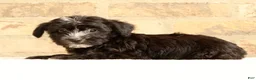 Yochon dogs for sale: Snickers - Ad 5