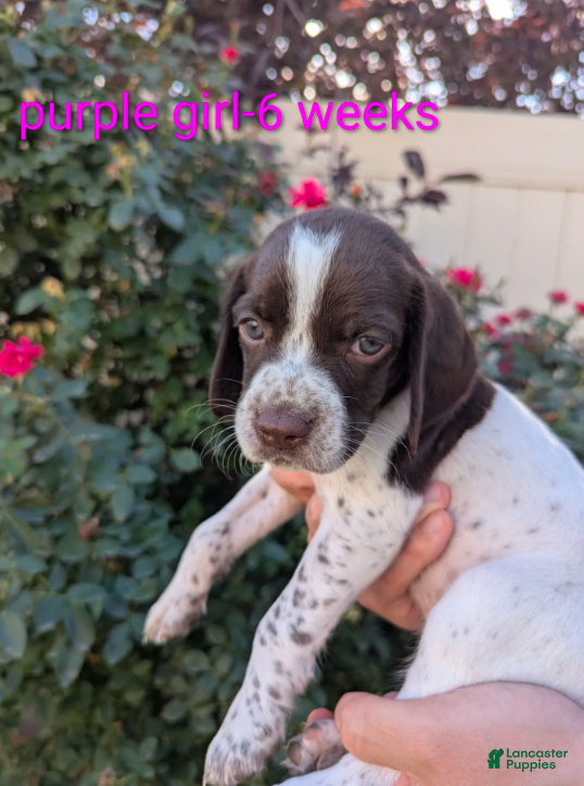 German Shorthaired Pointer dogs Purple female- German Shorthaired Pointer  - Ad 1