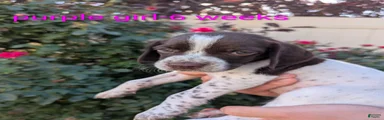 Purple female- German Shorthaired Pointer 