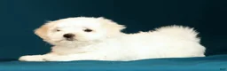 Maltese dogs for sale: Lucy - Ad 6