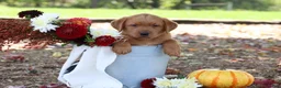 Labrador Retriever dogs for sale: Tassle - Ad 3