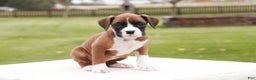 Boxer dogs for sale: Clara - Ad 6