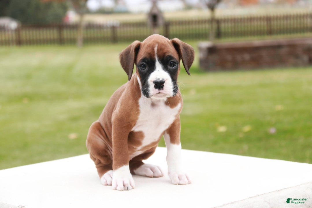 Boxer dogs for sale: Clara - Ad 6