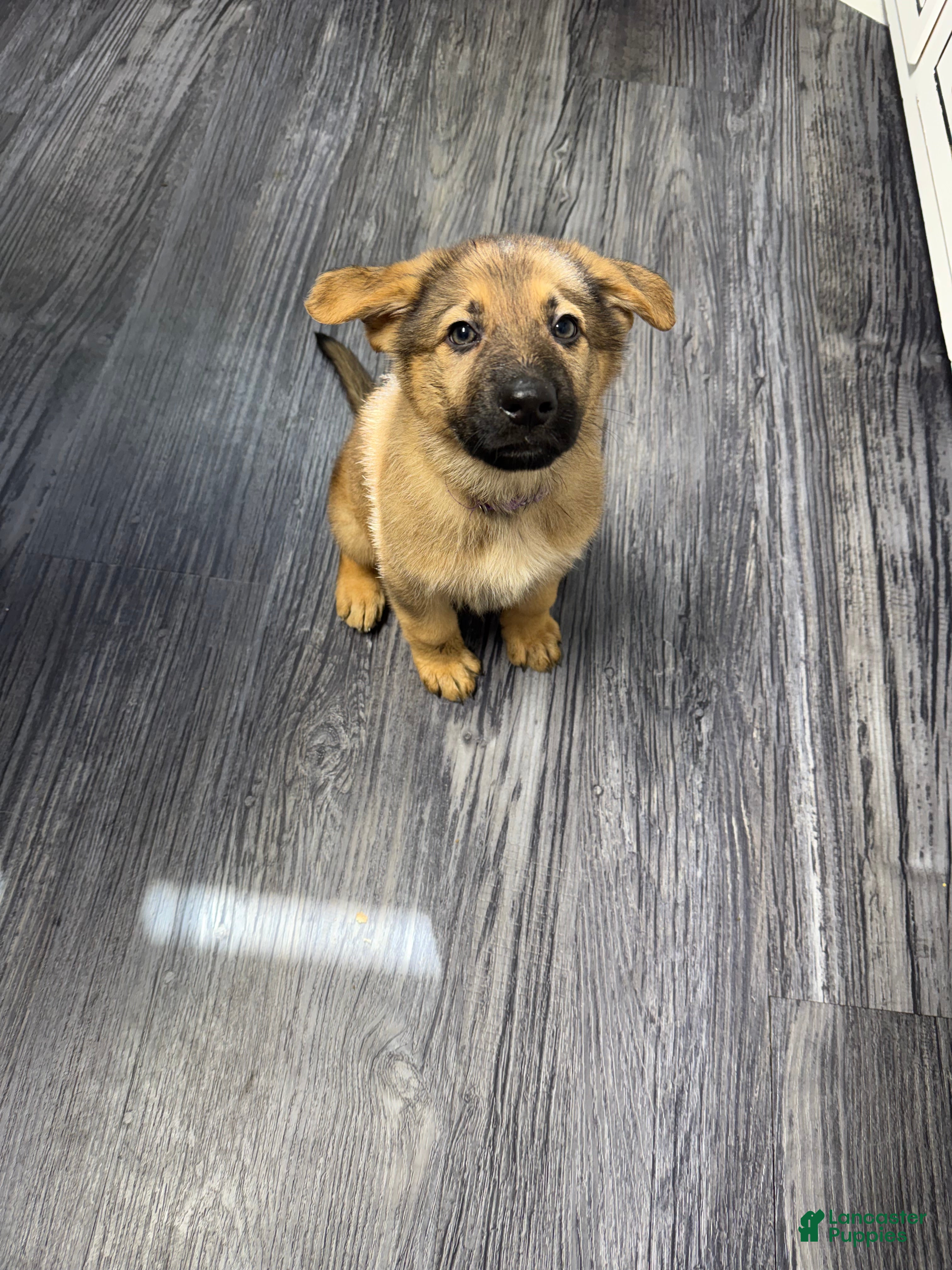 German Shepherd dogs Luna - Ad 31