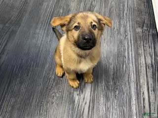 German Shepherd dogs Luna - Ad 31