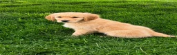 Golden Retriever dogs for sale: Lola  - Ad 1