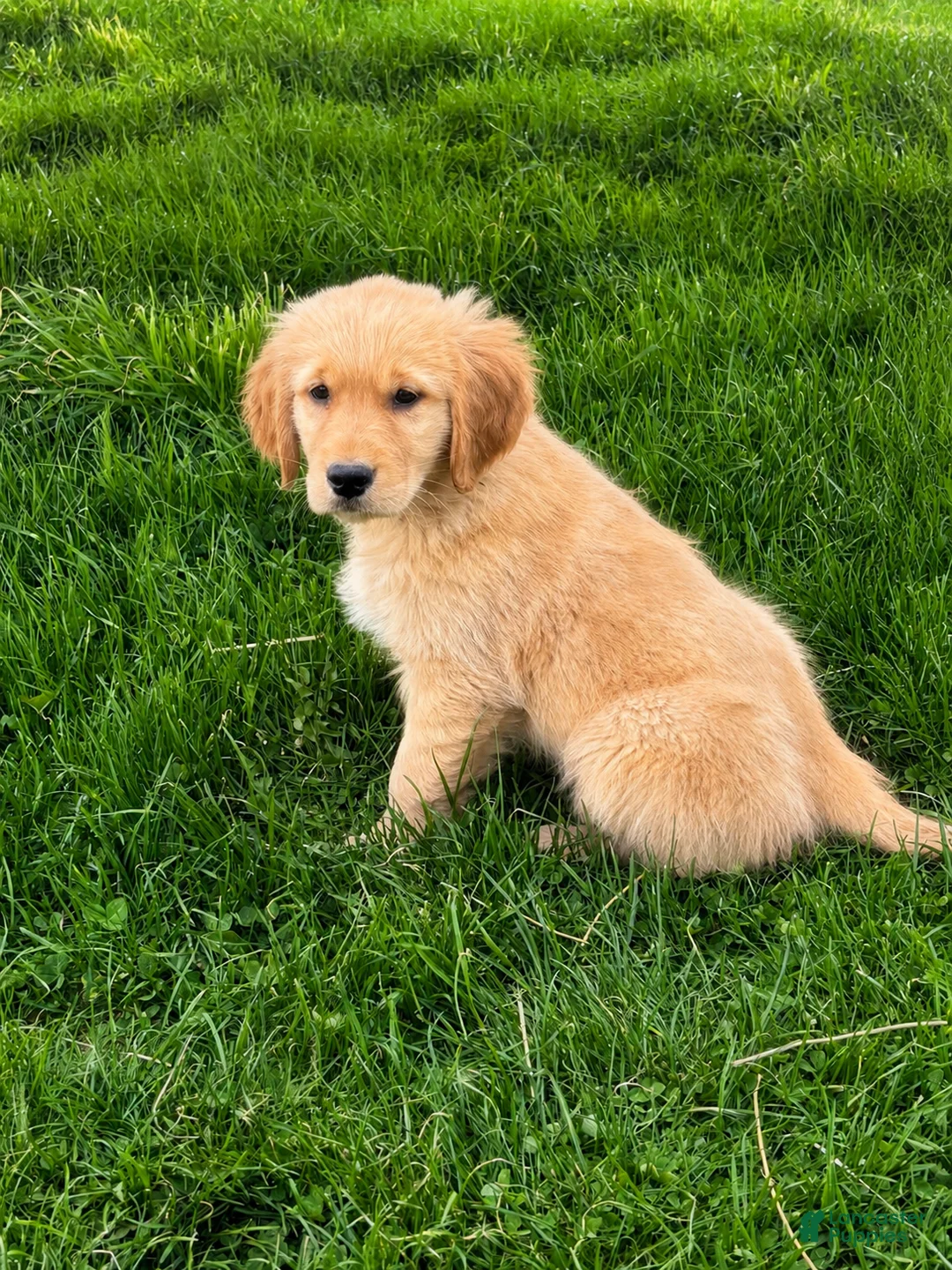 Golden Retriever dogs for sale: Lola  - Ad 1