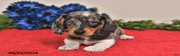 Miniature Dachshund dogs for sale: Owen - Ad 4