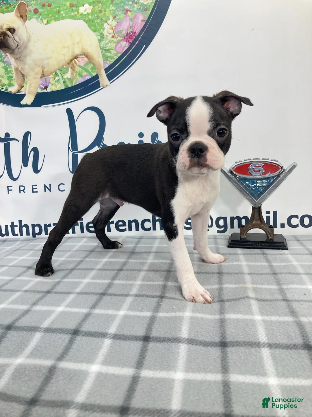 Boston Terrier dogs for sale: Tyler Boston Terrier Puppy  - Ad 1