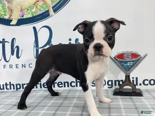 Boston Terrier dogs Tyler Boston Terrier Puppy - Ad 37