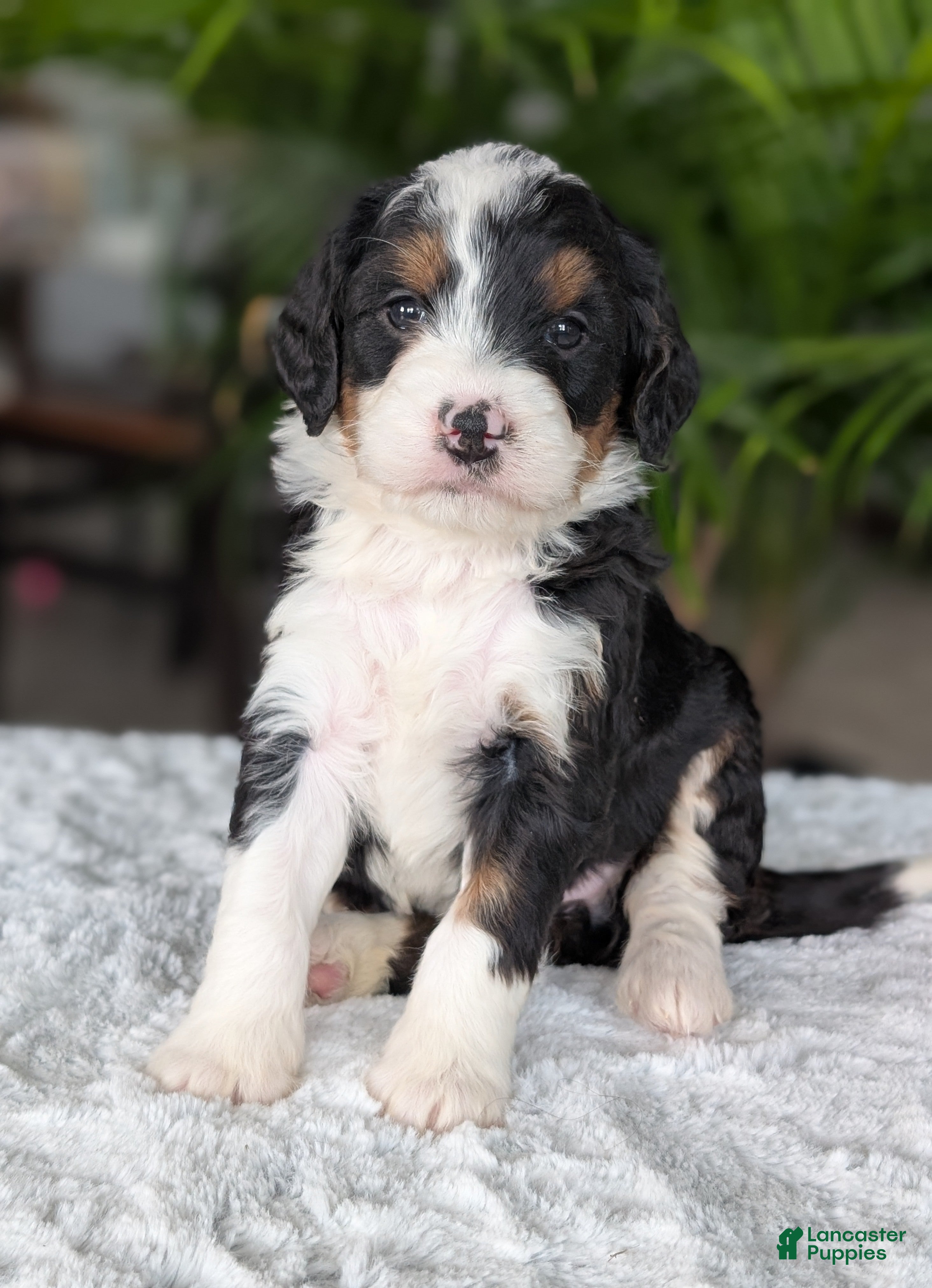 Mini Bernedoodle dogs Mini Bobbin - Ad 7