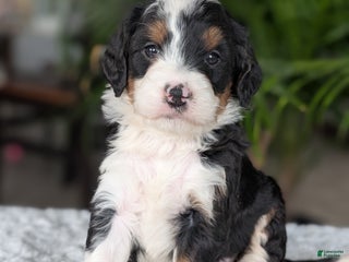 Mini Bernedoodle dogs - Ad 6