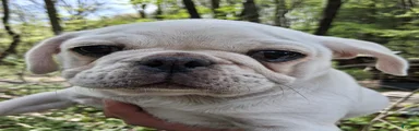 Kasper