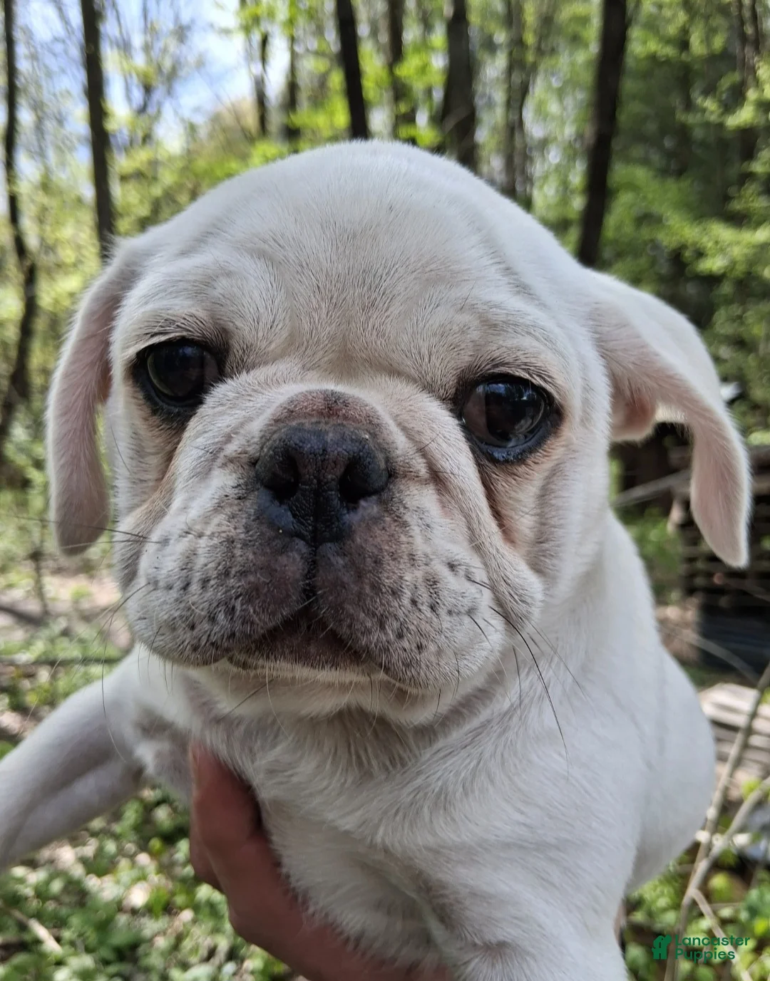 Pug dogs for sale: Kasper - Ad 1