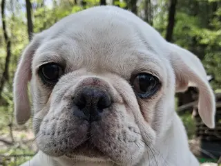 Pug dogs for sale: Kasper - Ad 1