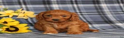 Cavapoo dogs for sale: BJ's Umber - Ad 4