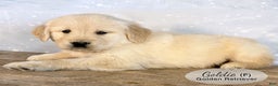 Golden Retriever dogs for sale: Goldie - Ad 4