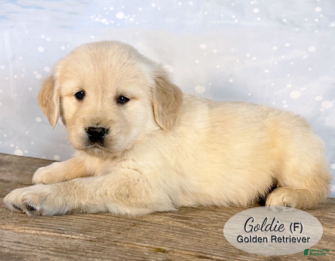 Golden Retriever dogs for sale: Goldie - Ad 4