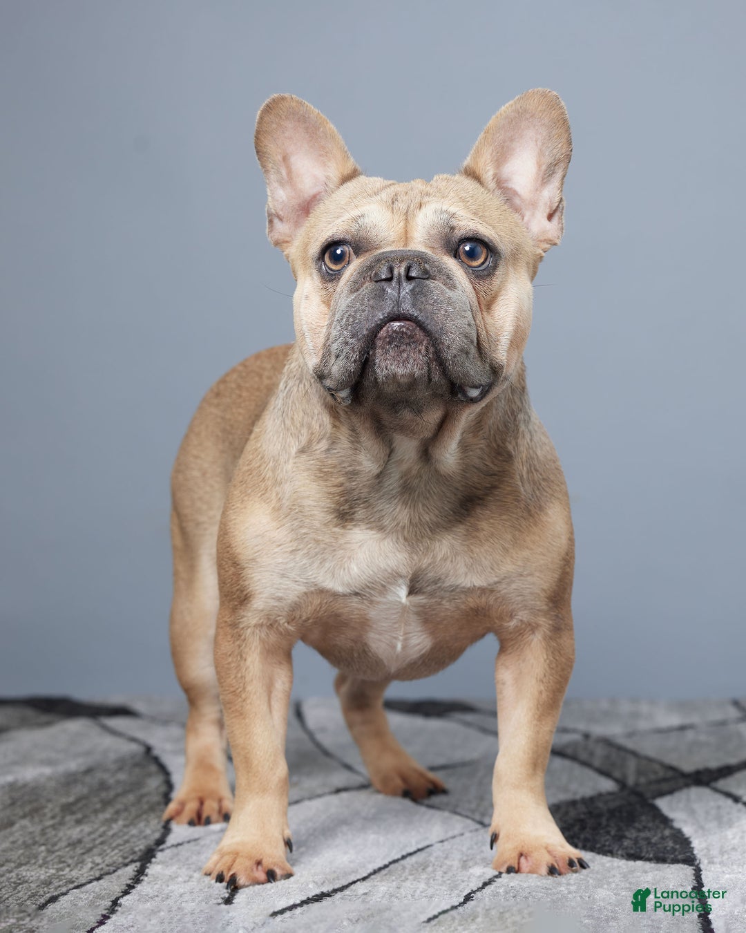 French Bulldog dogs for sale: Fargo - Ad 9