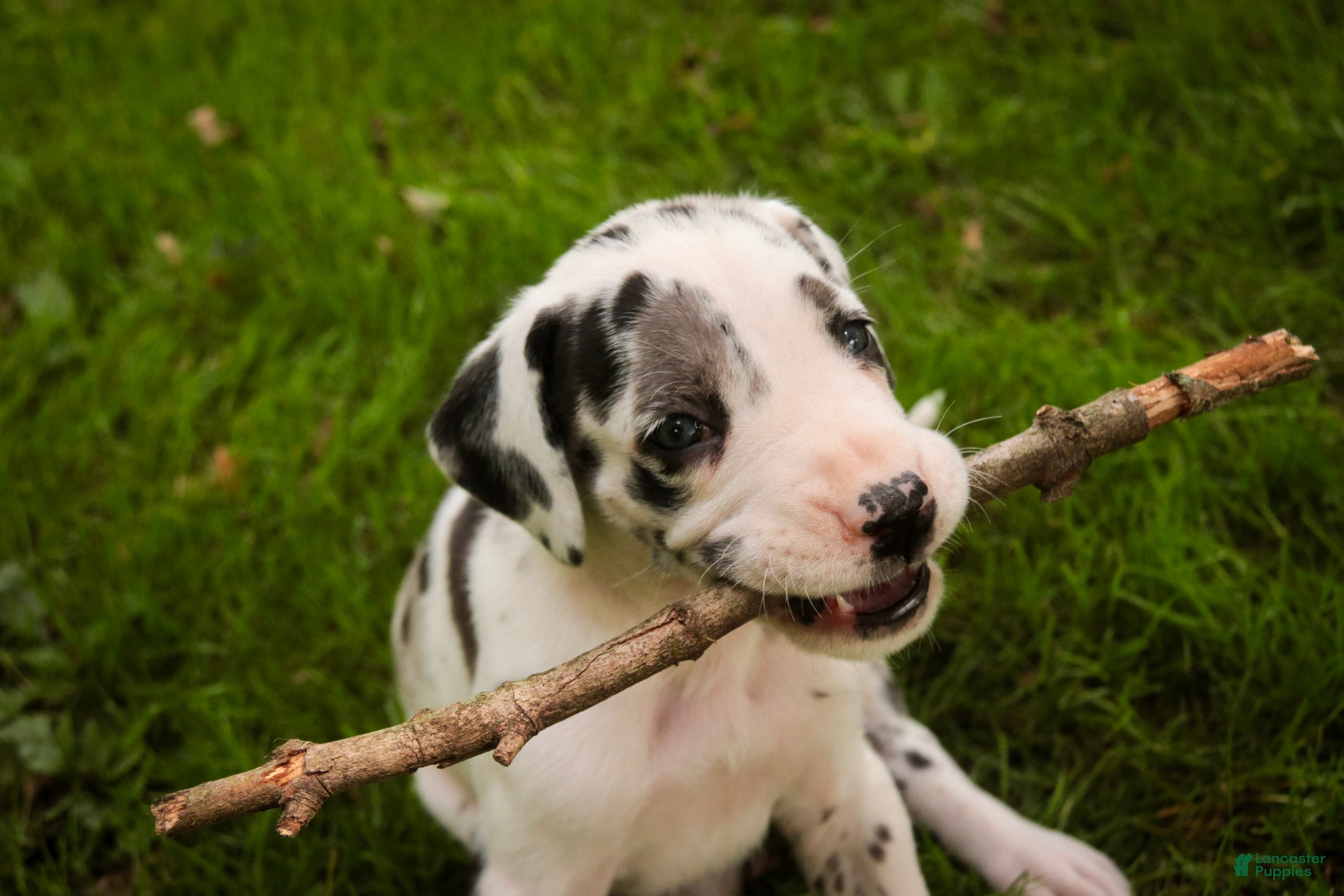 Great Dane dogs Blake Great Dane  - Ad 2