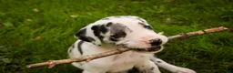 Great Dane dogs for sale: Blake Great Dane  - Ad 2