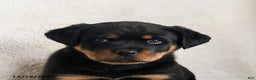 Rottweiler dogs for sale: Izzy - Ad 5
