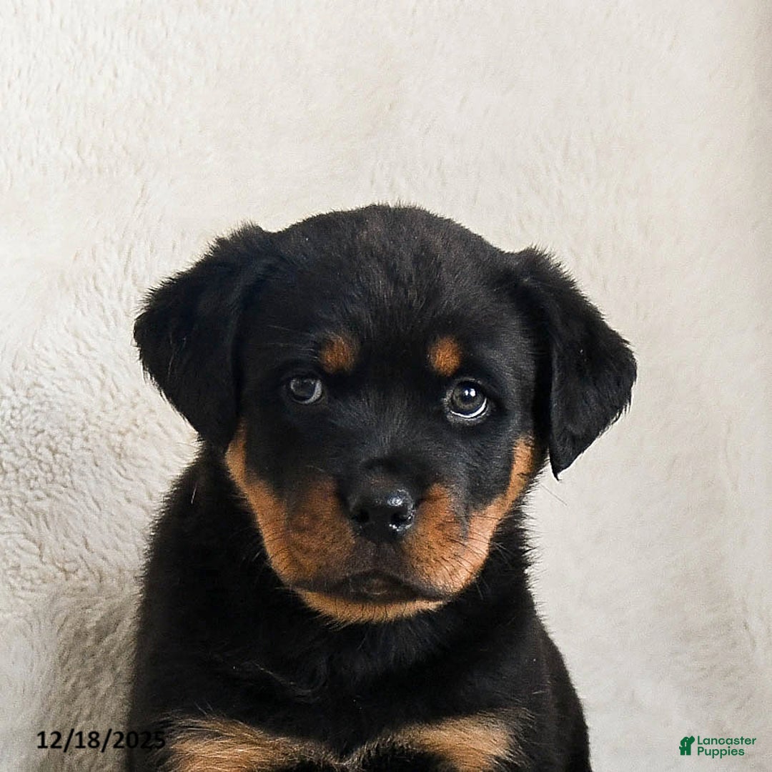 Rottweiler dogs for sale: Izzy - Ad 5