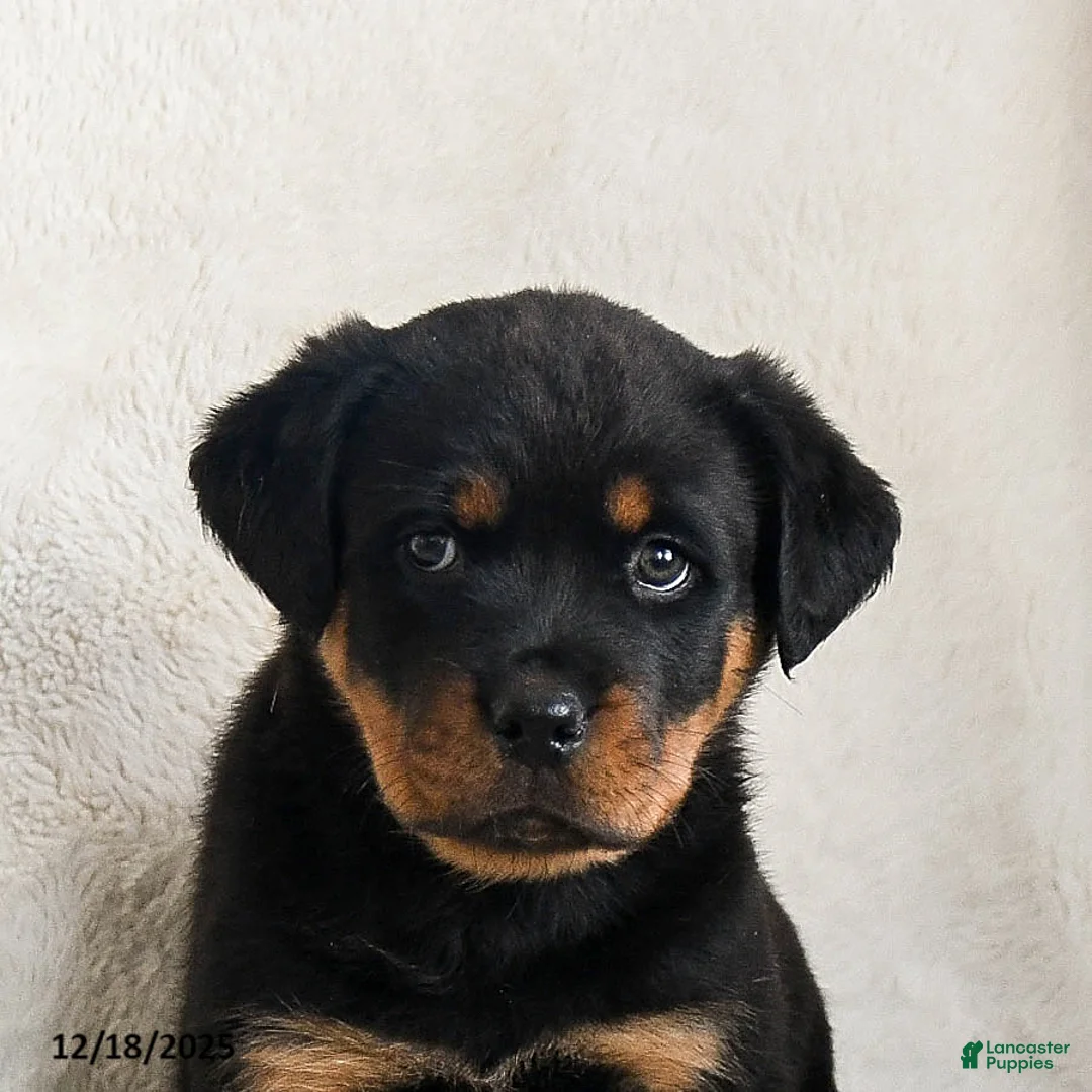 Rottweiler dogs for sale: Izzy - Ad 5