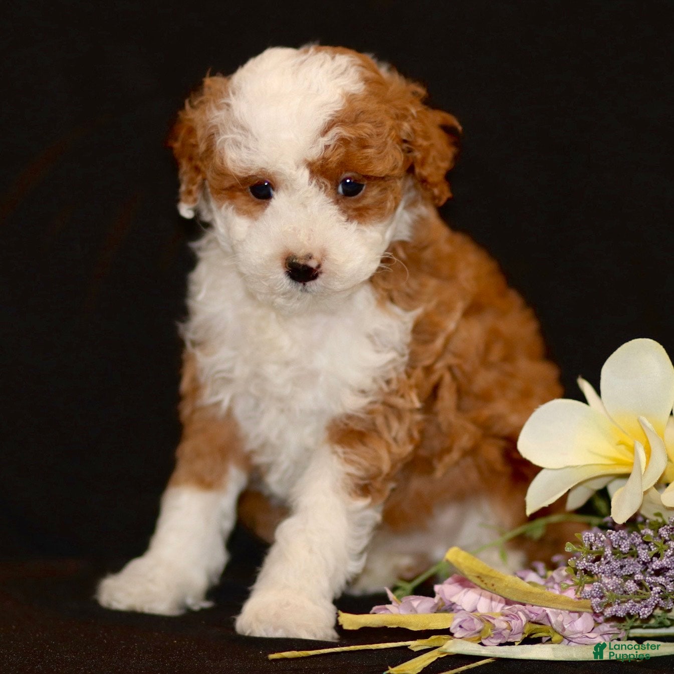 Miniature Poodle dogs Joey - Ad 1