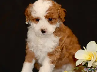 Miniature Poodle dogs for sale: Joey - Ad 3