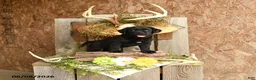 Labrador Retriever dogs for sale: Ace - Ad 3