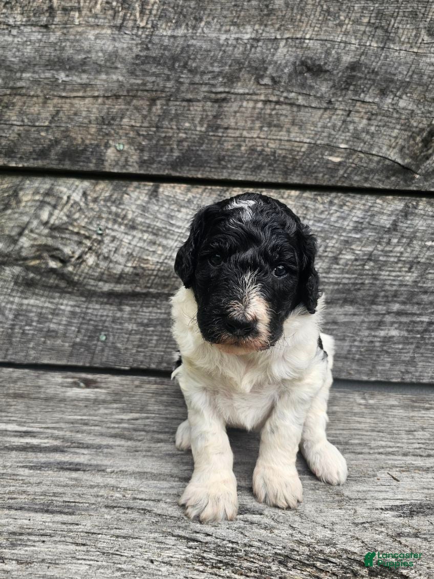 Standard Poodle dogs Selena - Ad 2