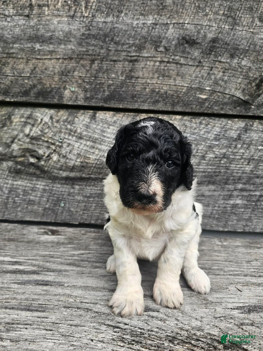 Standard Poodle dogs for sale: Selena - Ad 5