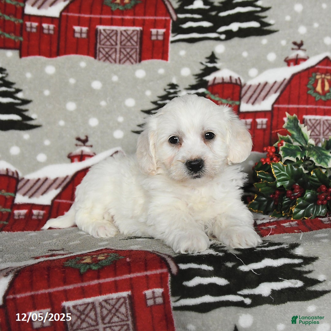 Maltipoo dogs for sale: Blaze - Ad 2