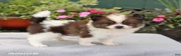 Pomeranian dogs for sale: Twinkie - Ad 5