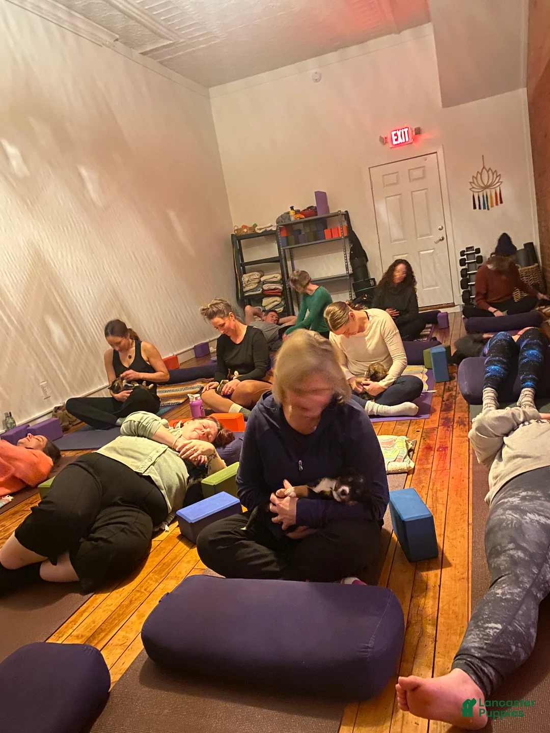 Bernedoodle dogs for sale: Bernedoodle Puppy 11 - Ad 9