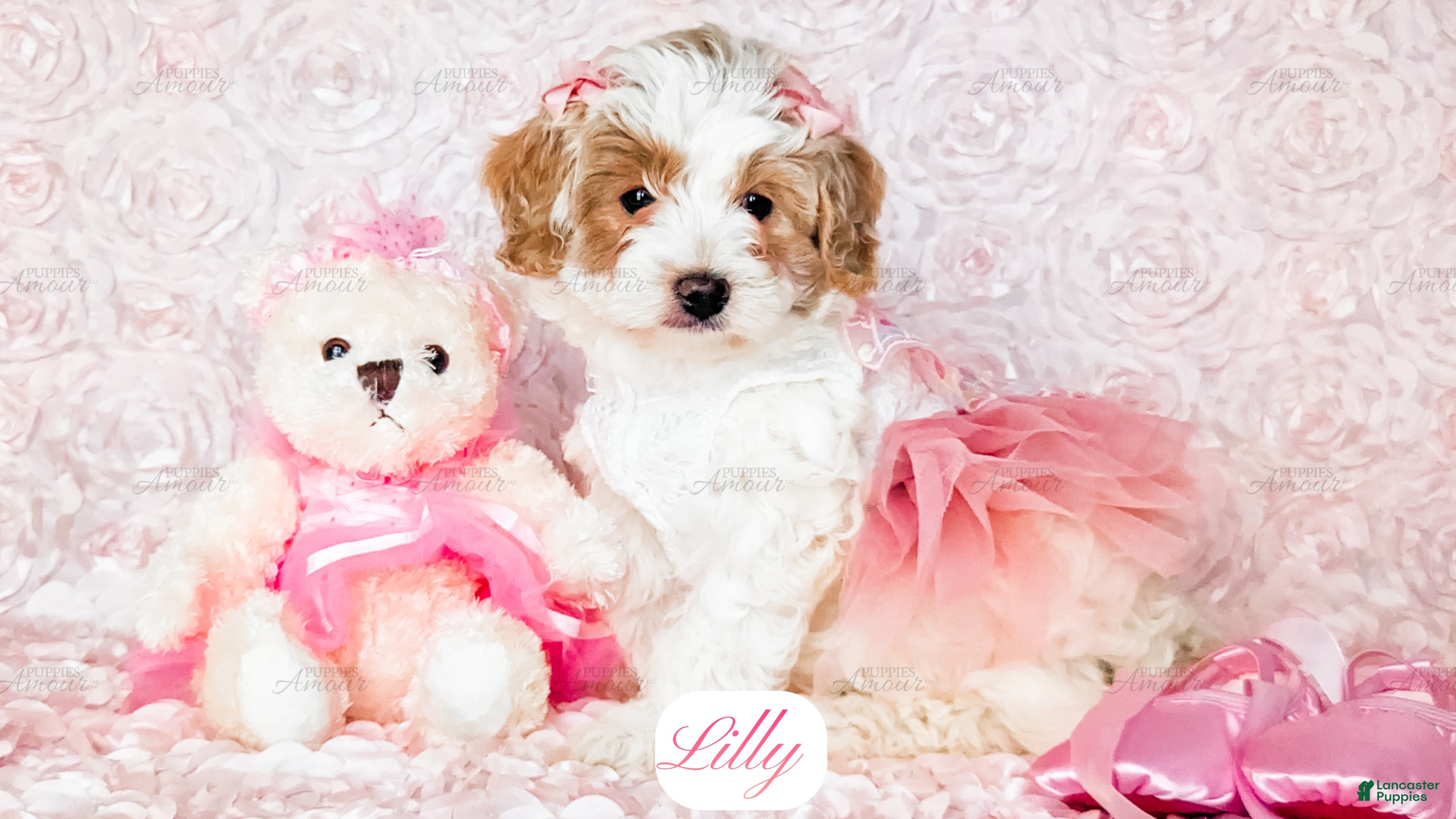 Cavapoo dogs Lilly - Ad 2