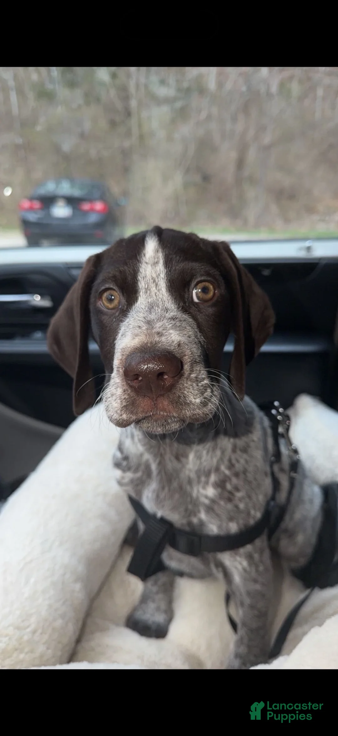 German Shorthaired Pointer dogs for sale: German Shorthaired Pointer 1 - Ad 3