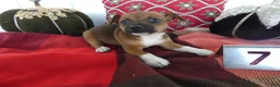 Chihuahua dogs for sale: Chihuahua 7 Goldy - Ad 3