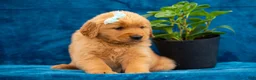 Golden Retriever dogs for sale: Tierra - Ad 1