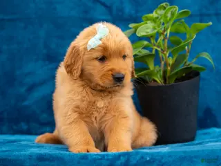 Golden Retriever dogs for sale: Tierra - Ad 3