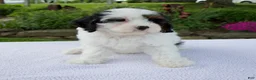 Cavapoo dogs for sale: Daisy - Ad 6