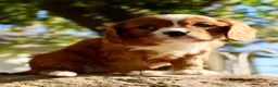 Cavalier King Charles Spaniel dogs for sale: Mario Male AKC Cavalier - Ad 6