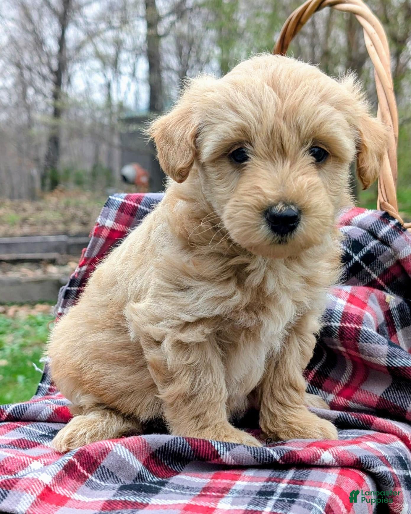 Mixed Breed dogs Hazel - Ad 1