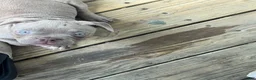 American Bully dogs for sale: American Bully 2 - Ad 2