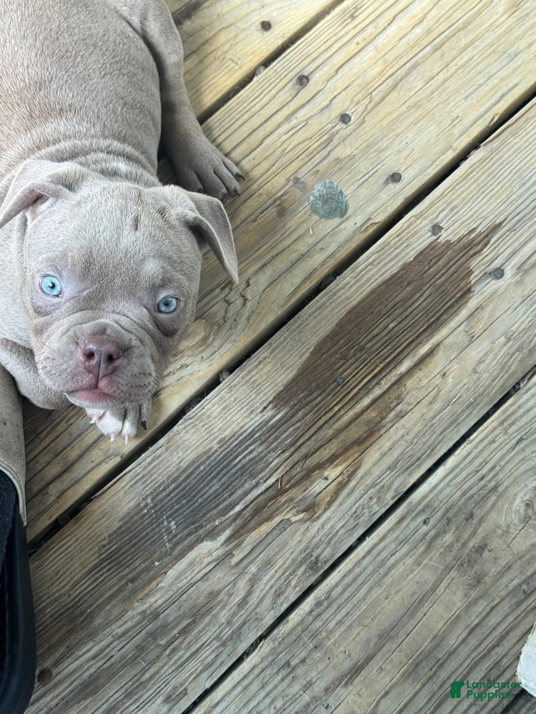 American Bully dogs for sale: American Bully 2 - Ad 2