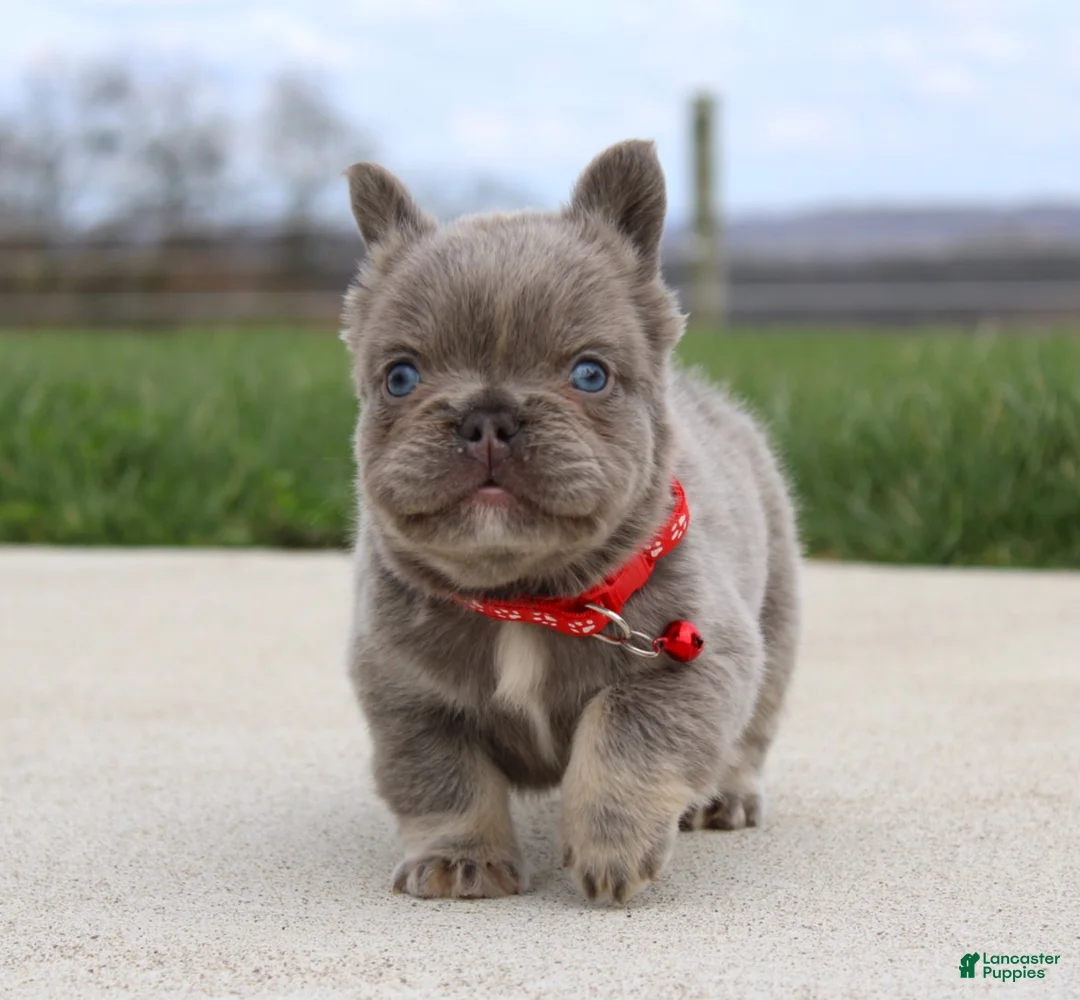 French Bulldog dogs for sale: Winston - Ad 2
