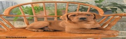 Labrador Retriever dogs for sale: Copper - Ad 1