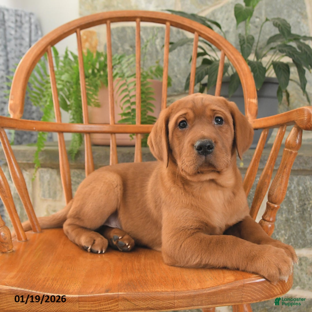 Labrador Retriever dogs for sale: Copper - Ad 1